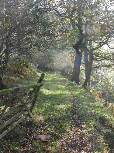 Hebblethwaite Wood