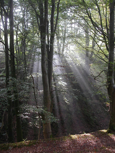 Hebblethwaite Wood