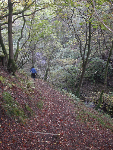 Hebblethwaite Wood