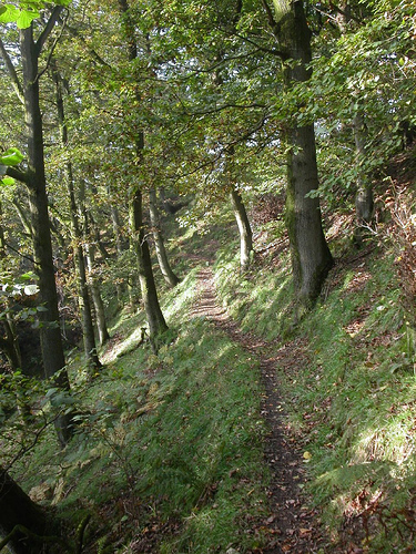 Hebblethwaite Wood